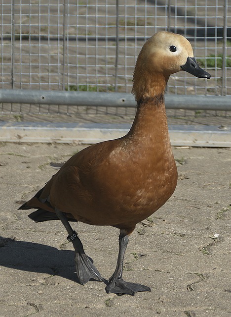 莱万在波兰
